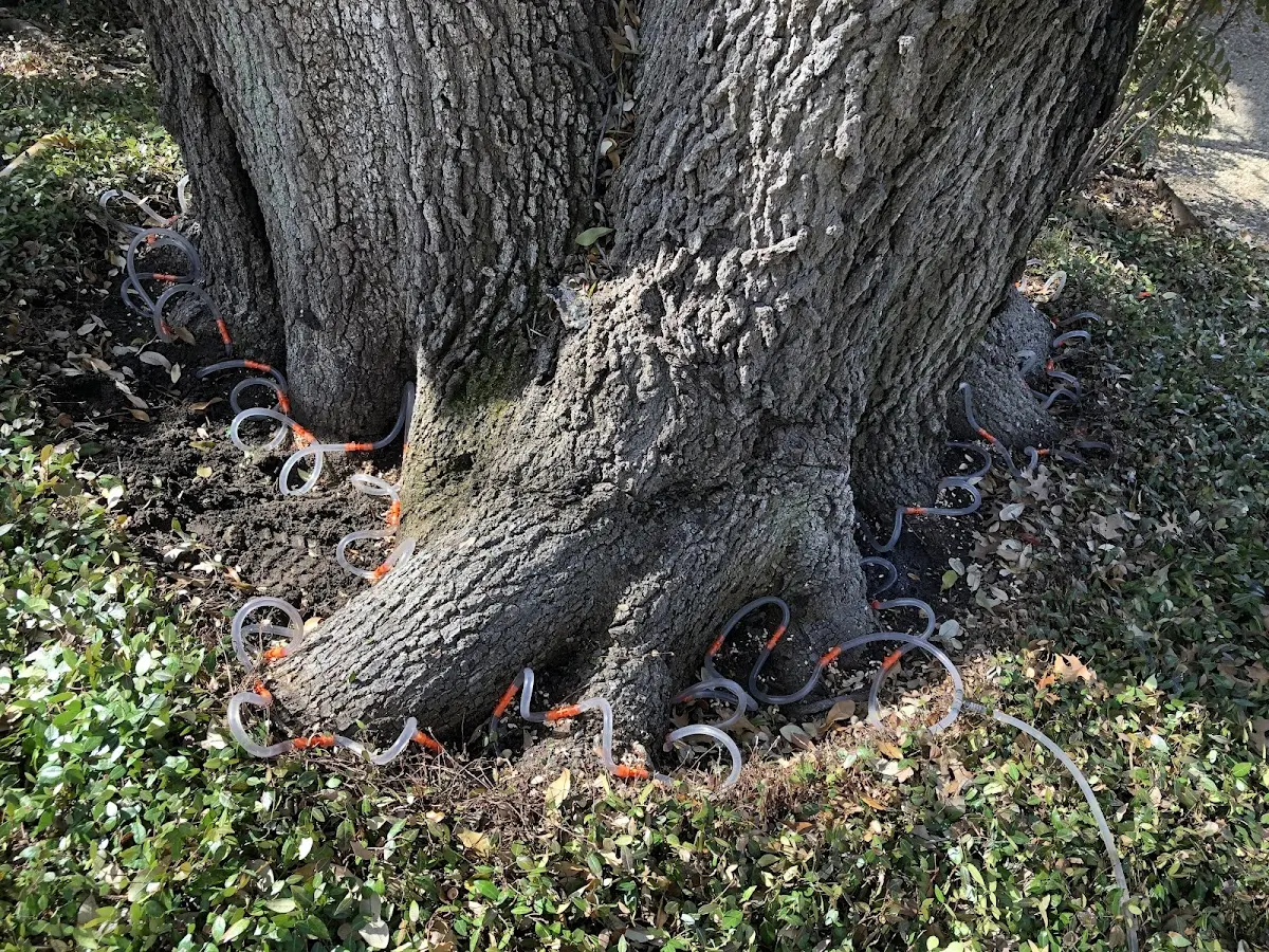 Detailed Tree Cabling and Bracing job site in Blue Earth