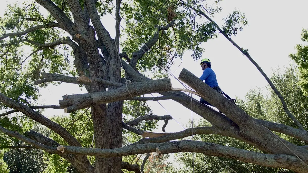 Professional Hazardous Tree Removal performed by certified arborists in Blue Earth